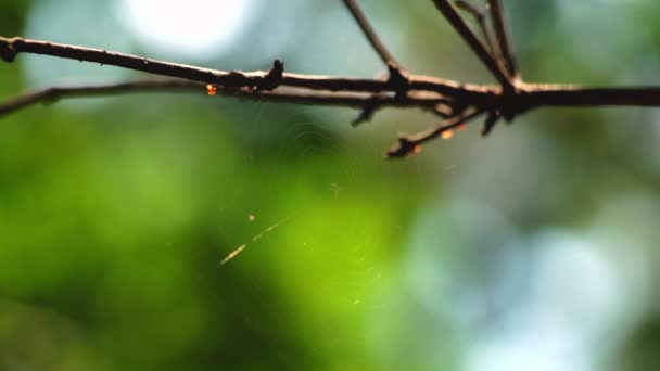 Närbild Spindeltyp Araneus Diadematus Sitter Deras Nät — Stockvideo