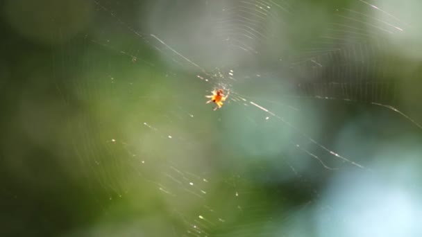Close Spider Type Araneus Diadematus Sitting Web — Stock Video