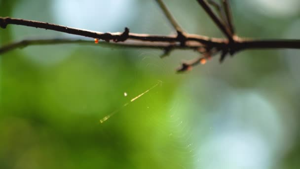 Zbliżenie Pająka Typu Araneus Diadematus Siedzą Swojej Sieci — Wideo stockowe