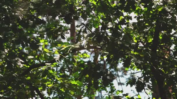 Gros Plan Une Araignée Type Araneus Diadematus Assis Dans Leur — Video