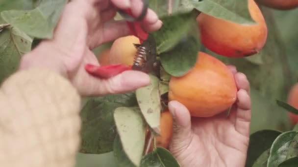 Fermier Asiatique Prenant Soin Fruit Kaki Corée Sud — Video