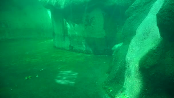 Budapeşte Hayvanat Bahçesinde Yersiz Fok Balığı — Stok video