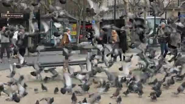 Bir Araya Gelen Güvercinlerin Görüntüsü — Stok video