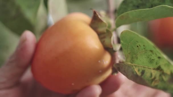 Aziatische Boer Verzorgen Van Een Persimmon Fruit Zuid Korea — Stockvideo