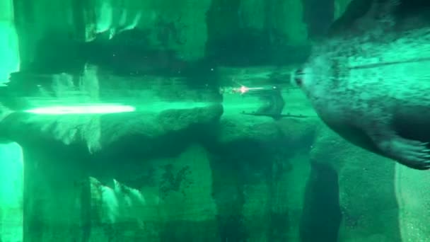 布达佩斯动物园的无土海豹饥饿4K — 图库视频影像