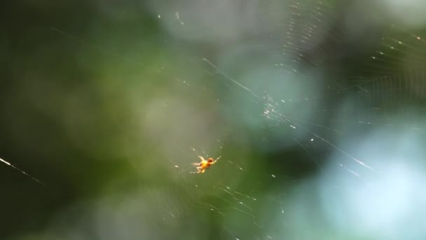 蜘蛛型蛛网膜瘤的特写 坐在他们的网站上 — 图库视频影像