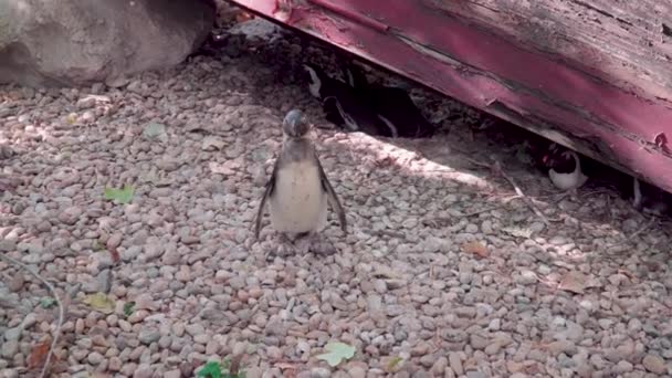 Pingwin Budapeszcie Zoo Zoom — Wideo stockowe