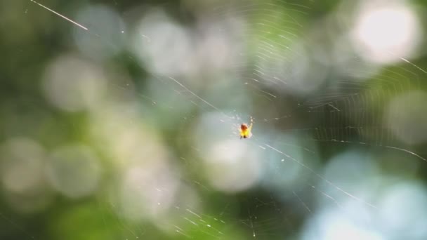 Close Van Een Spin Type Araneus Diadematus Zittend Hun Web — Stockvideo