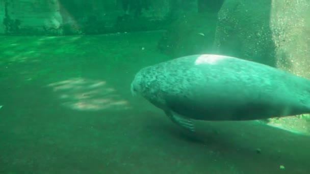 Earless Seal Budapest Zoo Hungary — Stock Video