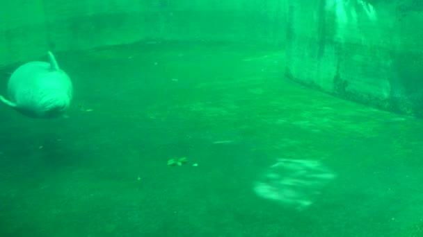 布达佩斯动物园的无土海豹饥饿4K — 图库视频影像