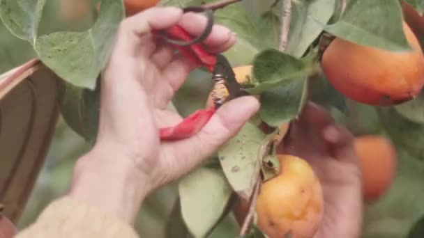 Azjatycki Rolnik Dbający Owoce Persymony Korei Południowej — Wideo stockowe