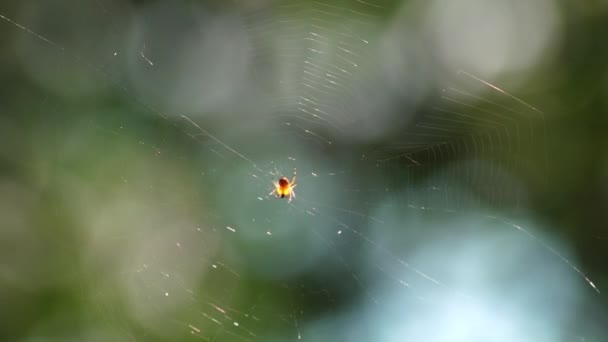 Zblízka Pavoučí Diadém Typu Araneus Sedí Své Síti — Stock video