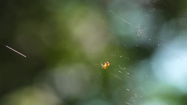 Close Spider Type Araneus Diadematus Sitting Web — Stock Video
