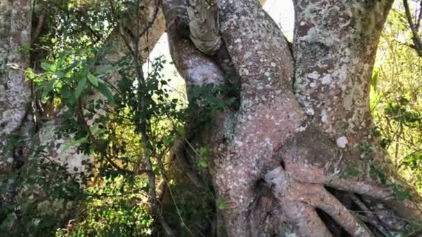 独特の形をした野生のアフリカの木 — ストック動画
