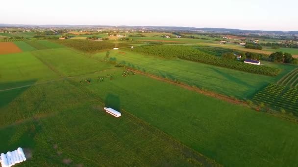 Drone Luchtfoto Door Amish Platteland — Stockvideo