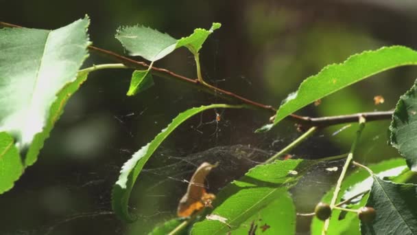 Zblízka Pavoučí Diadém Typu Araneus Sedí Své Síti — Stock video