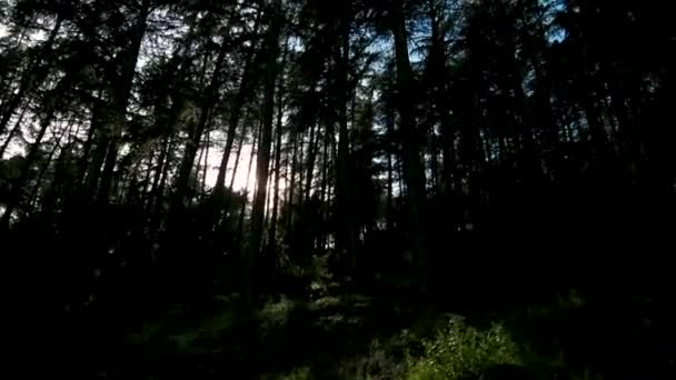 穿过森林徒步旅行时 灯火通明 — 图库视频影像