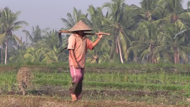 Agricultor Arroz Local Caminando Por Los Campos Arroz Ubud Bali — Vídeo de stock