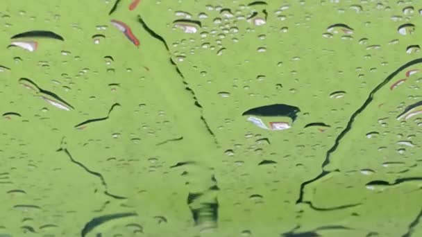 窓に雨が降り緑の背景 — ストック動画