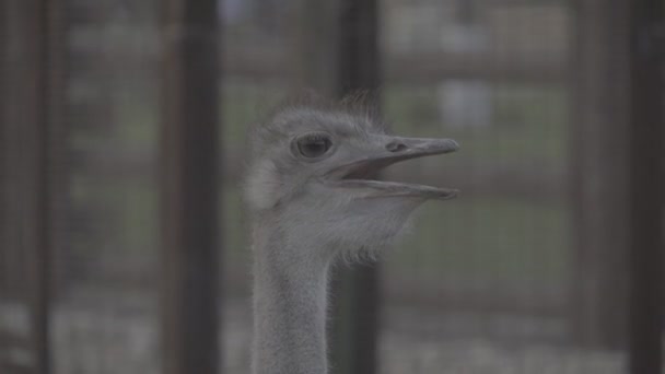 Uitzicht Ostrich Close — Stockvideo