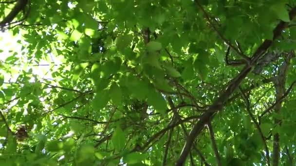 Regardant Travers Cime Des Arbres — Video