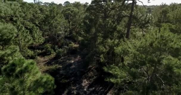 背景在南佛罗里达的一个小森林 — 图库视频影像