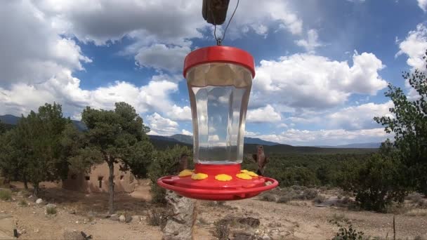 Colibríes Volando Alrededor Comedero Taos Nuevo México Durante Tarde — Vídeo de stock