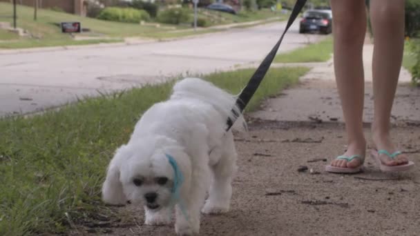 Söt Liten Maltipoo Och Liten Flicka Går Ner Trottoaren Förorterna — Stockvideo