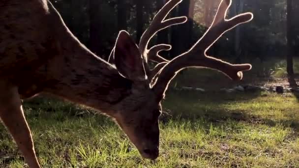 Van Dichtbij Een Hert Zien Grazen Hij Eet Kijkt Dan — Stockvideo