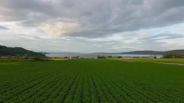 Aérea Campos Agricultura Verde Verano Con Agua Cielos Lejano — Vídeos de Stock