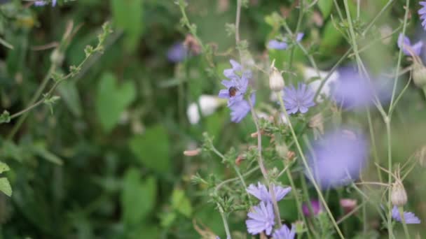 Bumblebee Pollinating Flowers Selective Focus — Stock Video