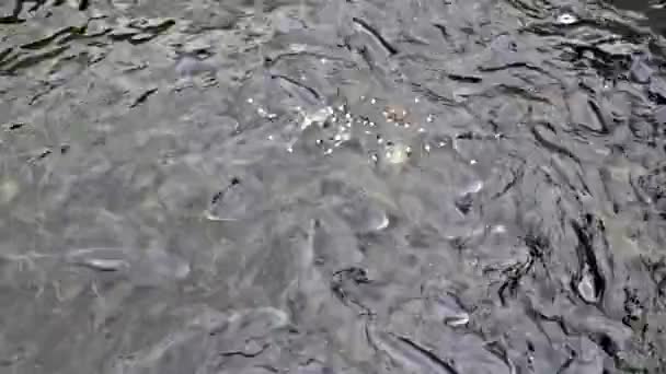 Záběry Modrých Šedých Kaprů Krmících Malém Rybníčku Spolu Kachnami Umístěnými — Stock video