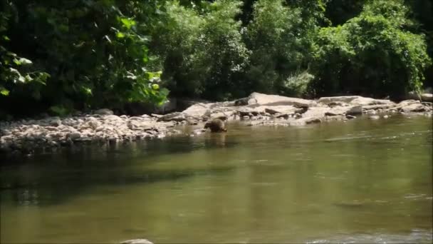 Seekor Rakun Kecil Meninggalkan Air Setelah Berenang Pagi — Stok Video