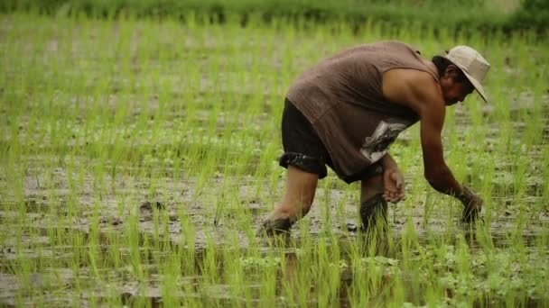 Adam Pirinç Tarlasında Çalışıyor — Stok video