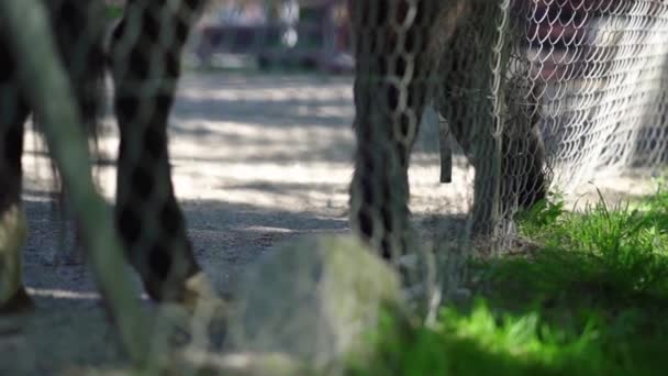 Cheval Derrière Une Clôture Essayant Manger Herbe Ralenti — Video