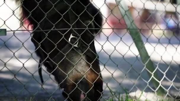 Cavalo Perto Cerca Tentando Comer Grama Close — Vídeo de Stock