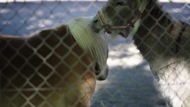 Pferde Hinter Dem Zaun Nähren Sich Gegenseitig Indem Sie Immer — Stockvideo