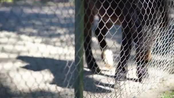 Caballo Caminando Cerca Cerca Con Hierba Otro Lado — Vídeo de stock