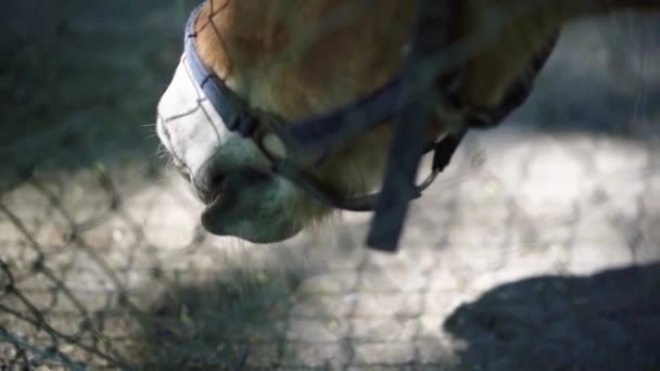 Häst Äter Bakom Staket Nära Håll Med Hästen Häftstift Slow — Stockvideo