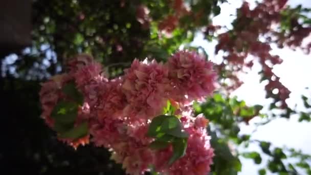 Gele Papieren Bloemen Bougainvillea Stroomt Met Wind Zonnestralen Gluren Door — Stockvideo