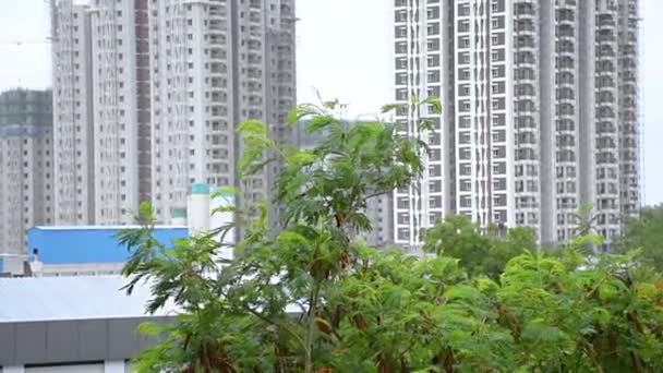 Листя Дерева Тече Вітром Високими Будівлями Фоні Показують Поєднання Природи — стокове відео