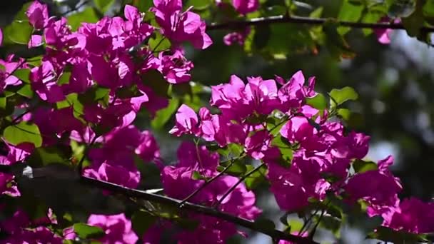 Bougainvillea Blommor Som Flyter Med Vinden Solig Morgon — Stockvideo