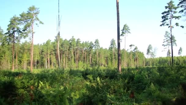 Floresta Está Cortada — Vídeo de Stock