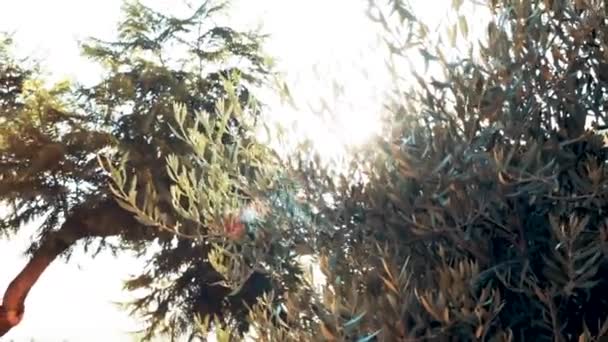 Θέα Των Ηλιακών Εκλάμψεων Μέσα Από Δέντρα — Αρχείο Βίντεο