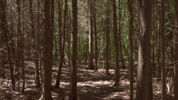 裸の木の幹の眺め — ストック動画