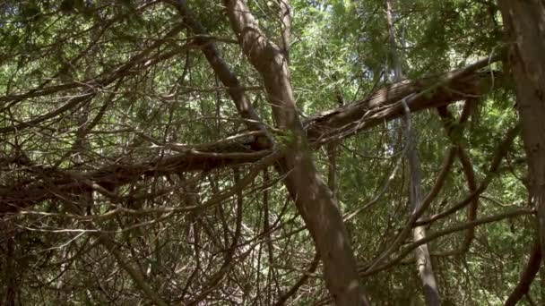 Tombé Tronc Arbre Reposant Sur Autres Arbres — Video