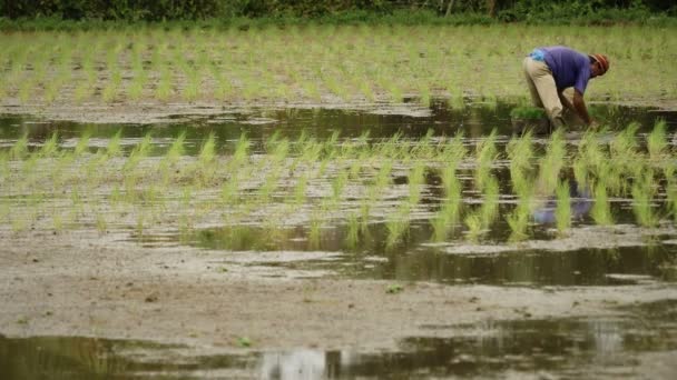 Man Planting Rice Field — Stock Video