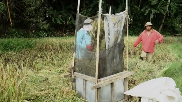 Bir Grup Insan Tarlada Pirinç Topluyor — Stok video