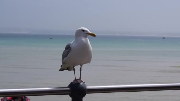 Seagull Sunshine Ives — Stock Video
