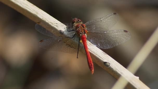 Red Dragon Fly Twig — Stock video